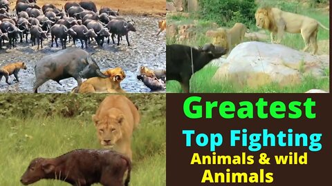 Greatest Top Crazy Moments Animals Fights between Animals..@WILD ANIMALS_SKD