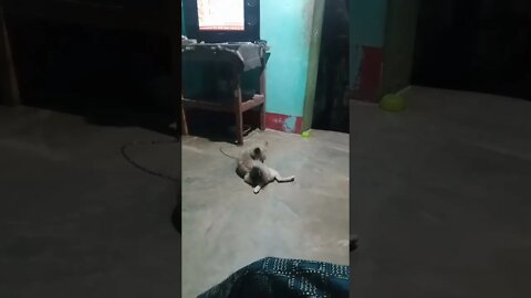 Puppy Loved to Watch TV and Chilling || Wait till End || #shorts #dogs #puppy