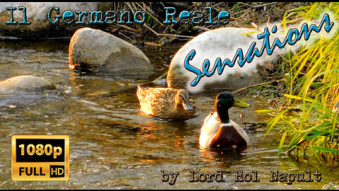 Il Germano Reale (SENSATIONS)