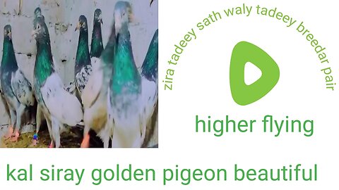 Tadeey choudry waly tadeey breedar pair pigeon beautiful
