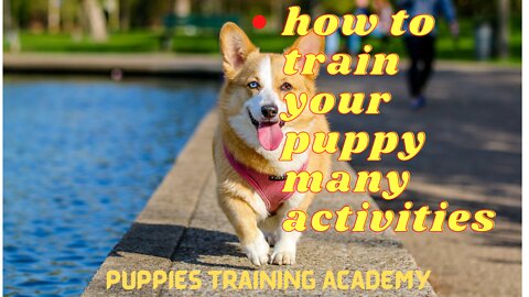 how to train your puppy many activities