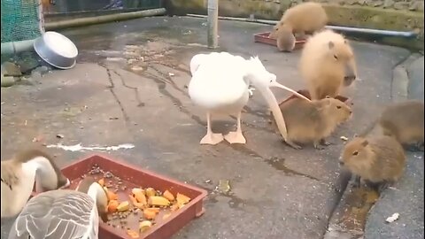 Pelican Attempts to Eat an Entire Baby Capybara