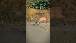 Bambi great escape 🦌🦌🦌🦌🙊🙉🙈💯