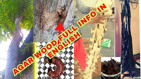 Agarwood Tree About in English || Agarwood farming || How to grow Agarwood @Nurseryplantsinfo
