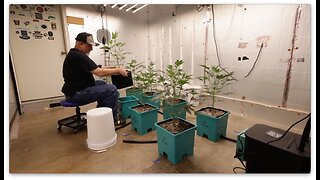 Spider Farmer SE7000 Apple Candie Grow Cycle E:23-17 - Transplant, Water In, Move To AirCube System