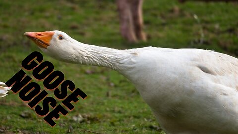 Goose Honk Noise Sound Effect Video | Kingdom Of Awais