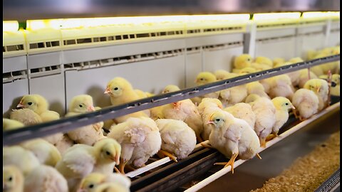 🔥 Modern Chick Hatchery Farming Technology 🐣🐔 Million-Dollar Chicken Processing Plant 🤑🐔💰