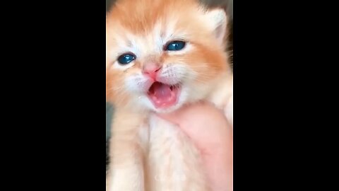 Funny video | try to laugh | cat funny video | cat and dog funny video | animals video