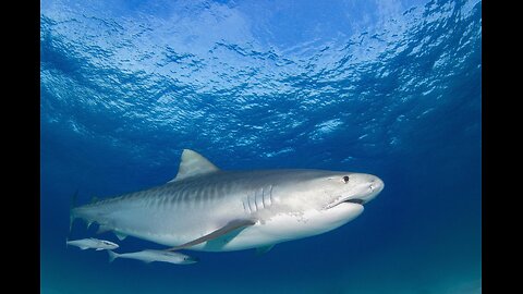 Human Foot Sticking out Side of Shark