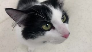 Cleveland APL Pet of the Weekend: An affectionate cat named Karen