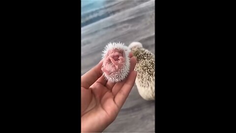Adorable Hedgehog Family: Up Close with Newborn Babies