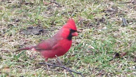 Mr. Cardinal, Have a Holly Berry!