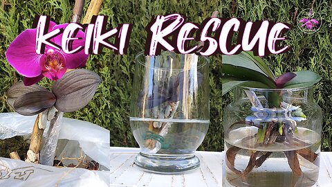 Phalaenopsis Rescue Keiki NEXT STEP | Rescue Terminal Spike Phalaenopsis Orchid #ninjaorchids