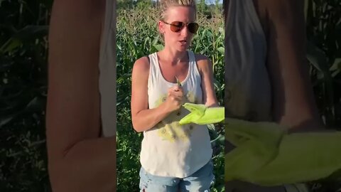 Easiest Sweet 🌽 Corn Recipe | Garden Tour 🌻 August 2022 | Come Harvest Vegetables with Me! #shorts