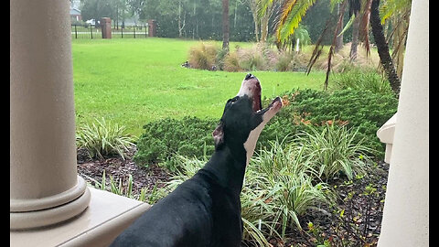 Water Loving Great Dane Catches Raindrops During Tropical Storm Nicole In Florida