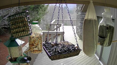 live stream bird feeder In Ashville NC