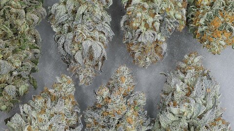 How I Pick Strains to Grow - 7 Factors to Avoid when Choosing the Best Cultivars