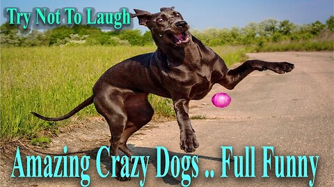 TRY NOT TO LAUGH .amazing Crazy & funny Dogs .. ANIMALS FUNNIEST