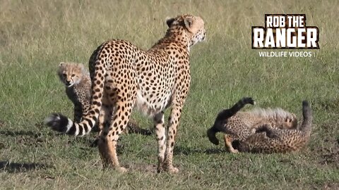 Cheetah With Very Playful Cubs | Maasai Mara Safari | Zebra Plains