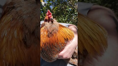 Red Follows Me Around And Lets Me Pick Him Up #chickens #chickenshorts #chickenlife