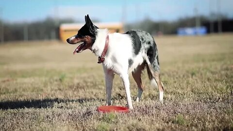 Blue heeler dog | Funny cute pets lovers