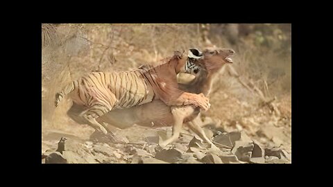 Tiger Hunting Compilations - National Geographic Documentary HD..