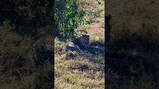 Leopard Eats A Mongoose! #shorts | #ShortsAfrica