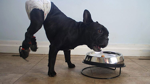 Paralyzed French Bulldog super stoked for breakfast