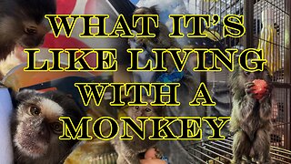 I Live With a Monkey (What It's ACTUALLY Like)