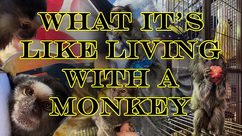 I Live With a Monkey (What It's ACTUALLY Like)