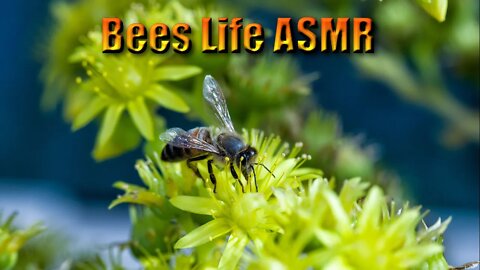 Bees pollinating flowers in Slow Motion - ASMR Quarantined