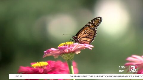 Its name is French for 'butterfly' and now some in Papillion see saving the monarch as a duty