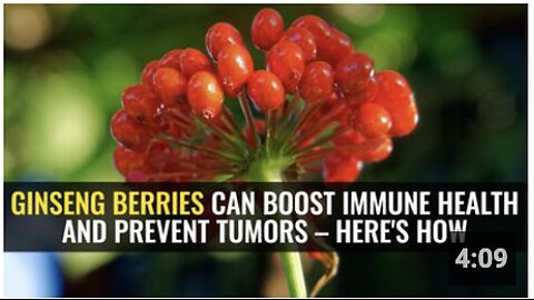 Ginseng berries can boost immune health and prevent tumors – here's how