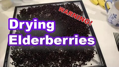 How to dry your FRESH picked ELDERBERRIES #elderberry #dehydratingfood