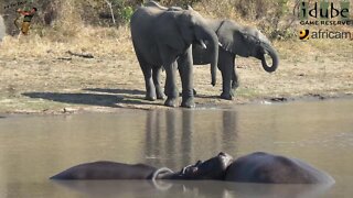 LOTS of Elephants, Hippo, Crocodile, Waterbuck - Scotia Dam