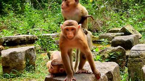 Happy Monkeys Playing Fun