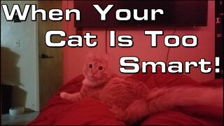 Off Topic: When Your Cat Is Too Smart!