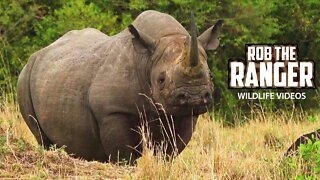Rare Black Rhino Spotted In Kenya! | Maasai Mara Safari | Zebra Plains