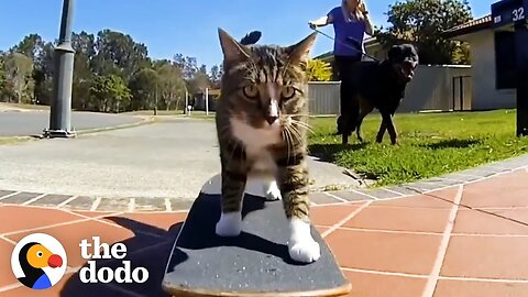 Most talented cat's in the world || The Dodo
