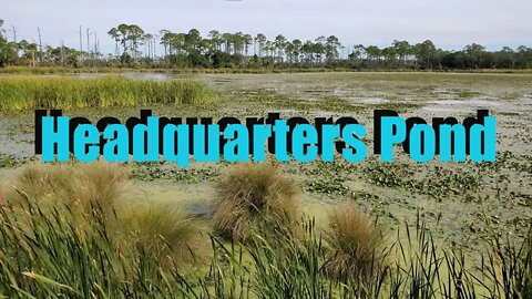 Headquarters Pond at St Marks NWR Morning - Fall 2021