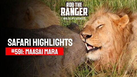 Safari Highlights #591: 26 February 2021 | Maasai Mara/Zebra Plains | Latest Wildlife Sightings