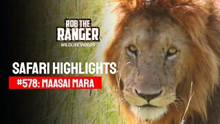 Safari Highlights #578: 27 December 2020 | Maasai Mara/Zebra Plains | Latest Wildlife Sightings