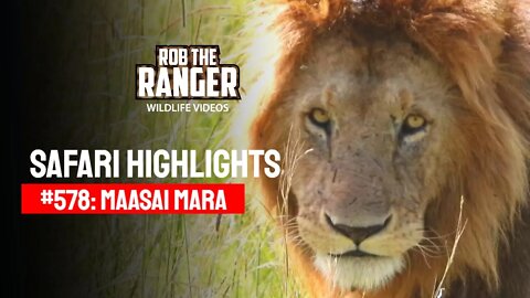 Safari Highlights #578: 27 December 2020 | Maasai Mara/Zebra Plains | Latest Wildlife Sightings