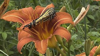 West Virginia’s Eastern Tiger Swallowtail