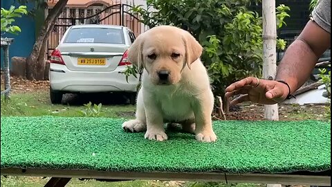 show quality Labrador puppy 🥰☺️