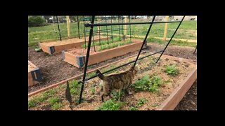 Milo cat gets some garden time.