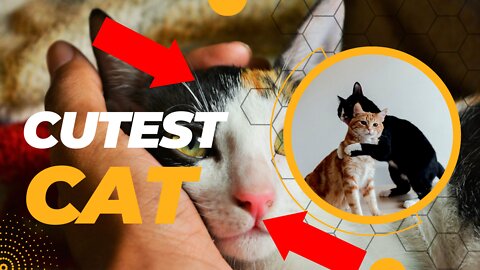 Shorts Cat Video | Funny Cat Video, Cat, Dog, Kitten, Pet, Animal, #rumble