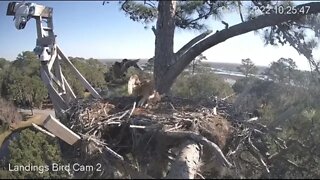 Red tailed Hawk Attacks Nest 🦉 2/19/22 10:25