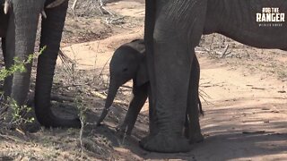 Sleepy Elephant Calf In The African Wilderness | Iconic Wildlife