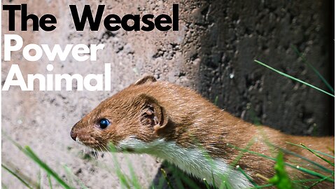 The Weasel Power Animal